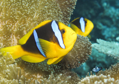 The Soft Coral Capital of The World, Taveuni, Fiji Islands (6)