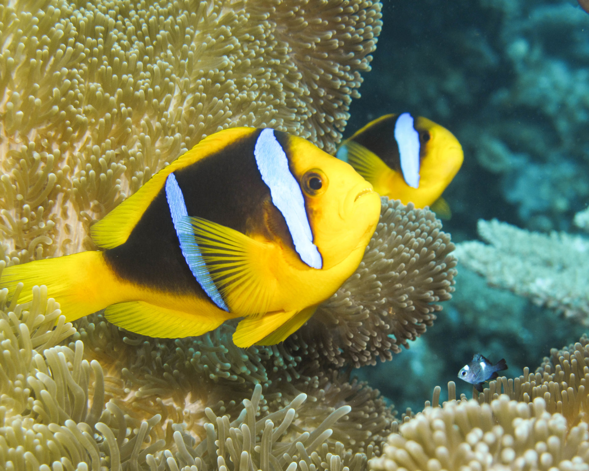 The Soft Coral Capital of The World, Taveuni, Fiji Islands (6)