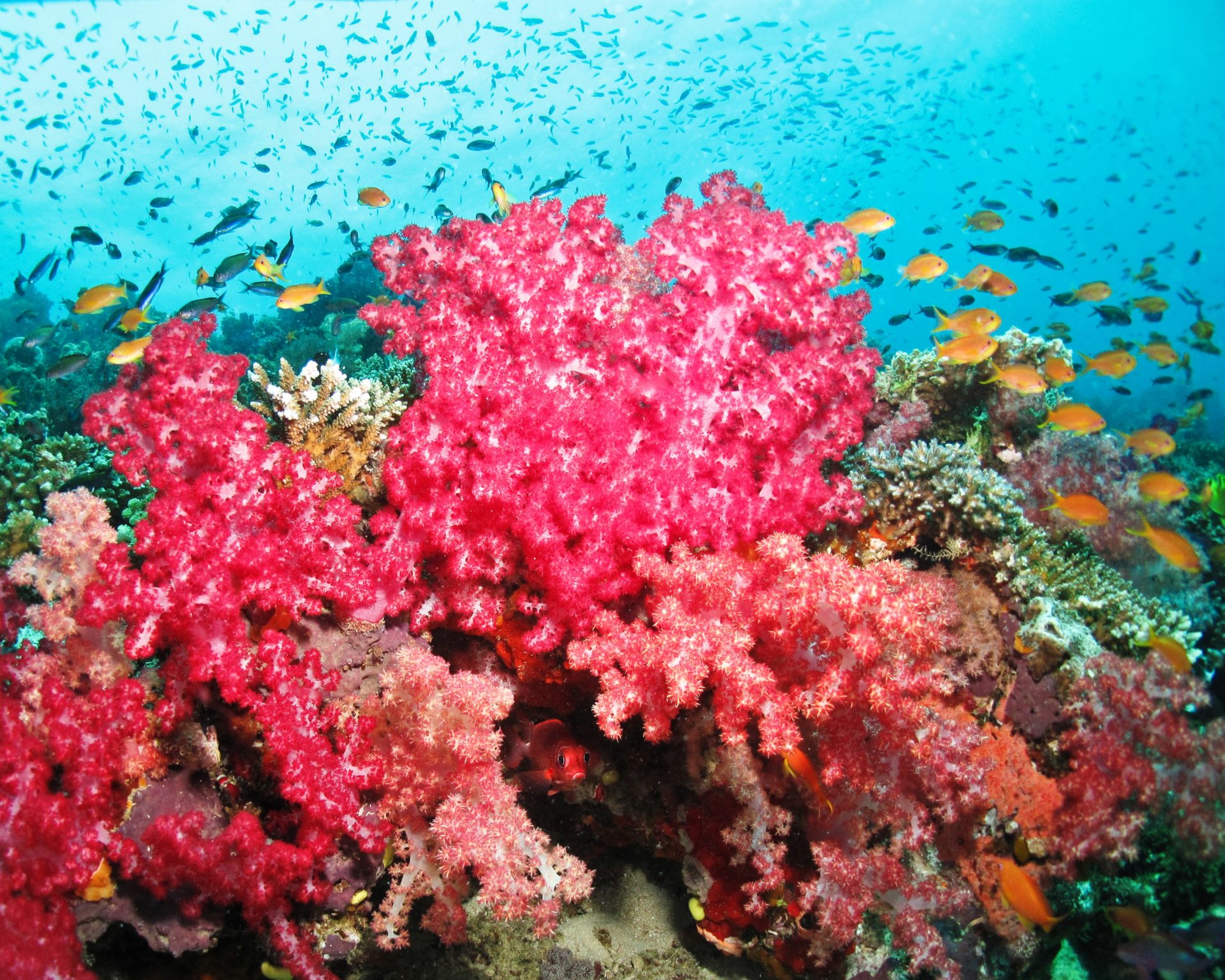 Renee's underwater photo
