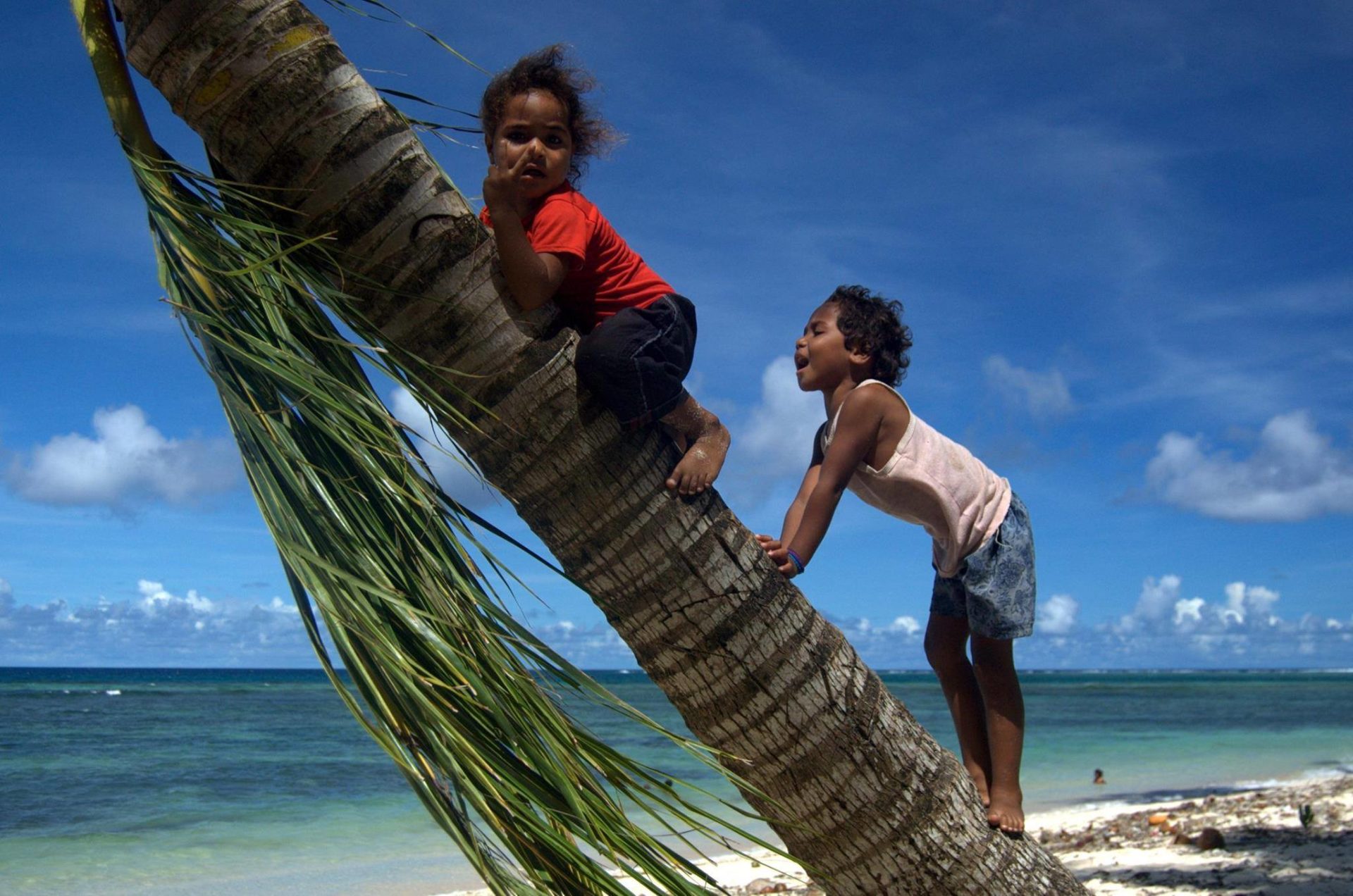 Local kids on a coconut Palm, Fiji