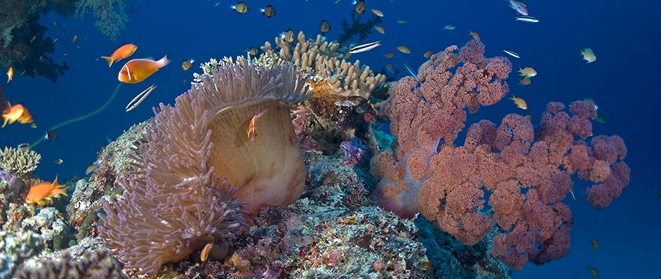 The Soft Coral Capital of The World, Taveuni, Fiji Islands (5)