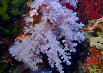 The Soft Coral Capital of The World, Taveuni, Fiji Islands (4)