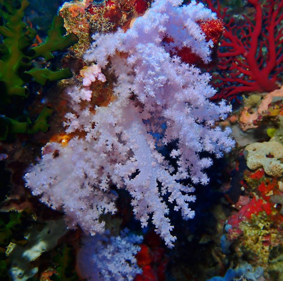 The Soft Coral Capital of The World, Taveuni, Fiji Islands (4)