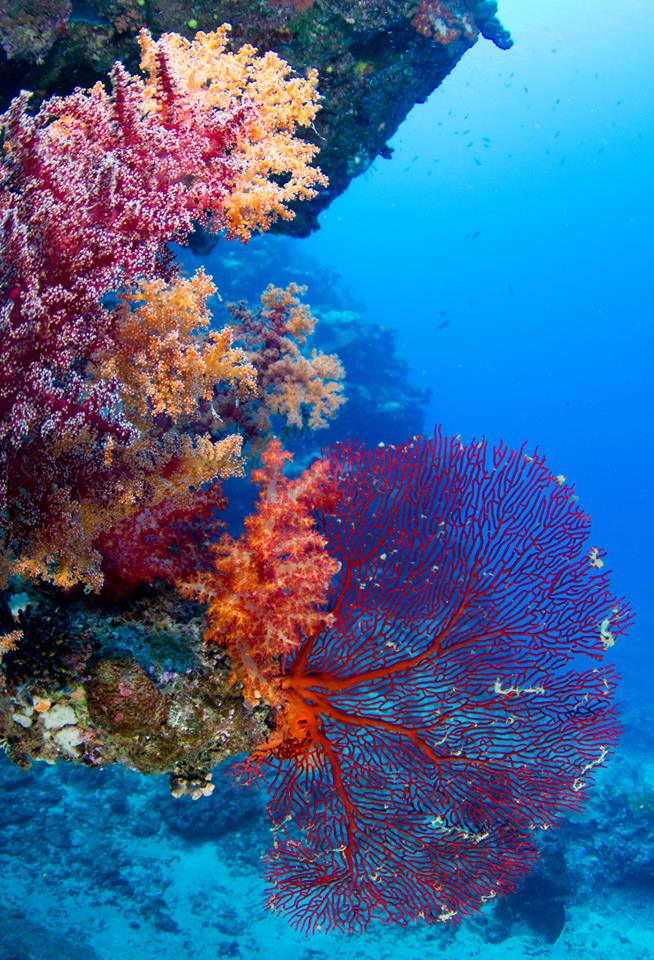 The Soft Coral Capital of The World, Taveuni, Fiji Islands (2) The Soft Coral Capital of The World, Taveuni, Fiji Islands (2)