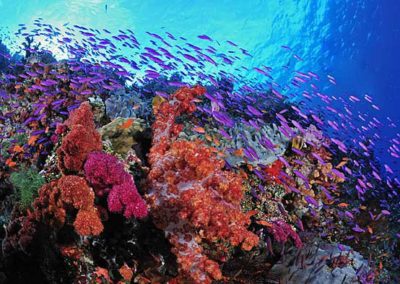 Diving the Rainbow Reef, Taveuni, Fiji Islands