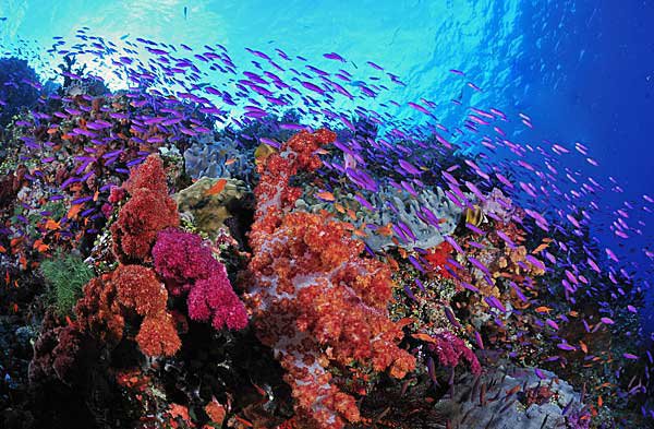 Diving the Rainbow Reef, Taveuni, Fiji Islands