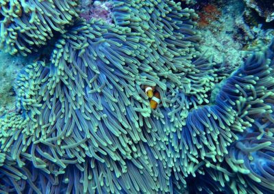 Diving The Rainbow Reef, Taveuni, Fiji (01)