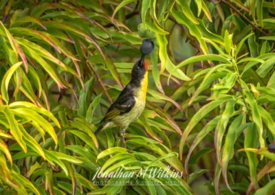 Bird Watching in Fiji (16)