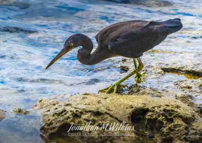 Bird Watching in Fiji (15)