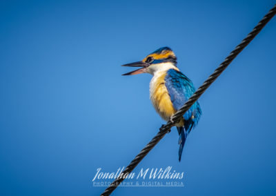 Bird Watching in Fiji (14)