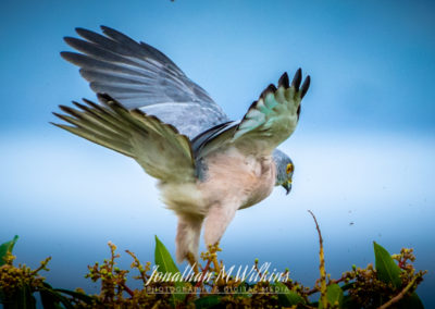 Bird Watching in Fiji (13)