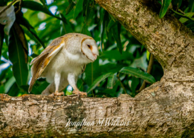 Bird Watching in Fiji (12)