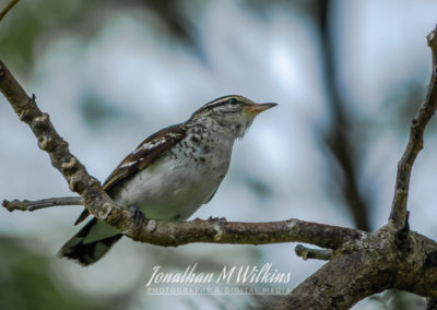 Bird Watching in Fiji (11)