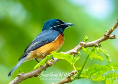 Bird Watching in Fiji (10)