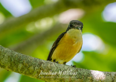 Bird Watching in Fiji (09)