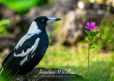 Bird Watching in Fiji (08)