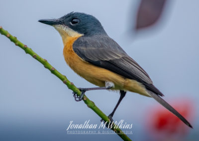 Bird Watching in Fiji (07)