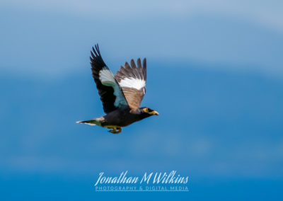 Bird Watching in Fiji (06)