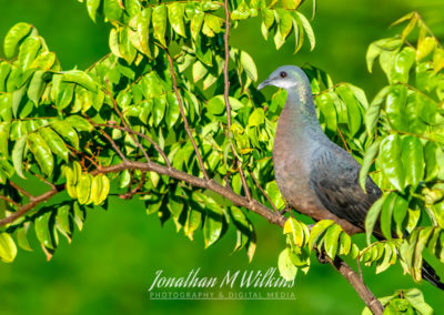 Bird Watching in Fiji (05)