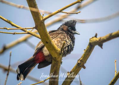 Bird Watching in Fiji (04)