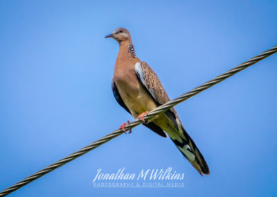 Bird Watching in Fiji (02)