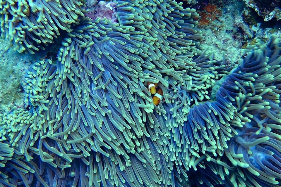 Dive Fijis Rainbow Reef