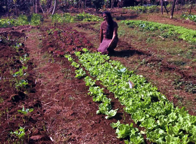 Coconut Grove Organic Vegetable Gardens